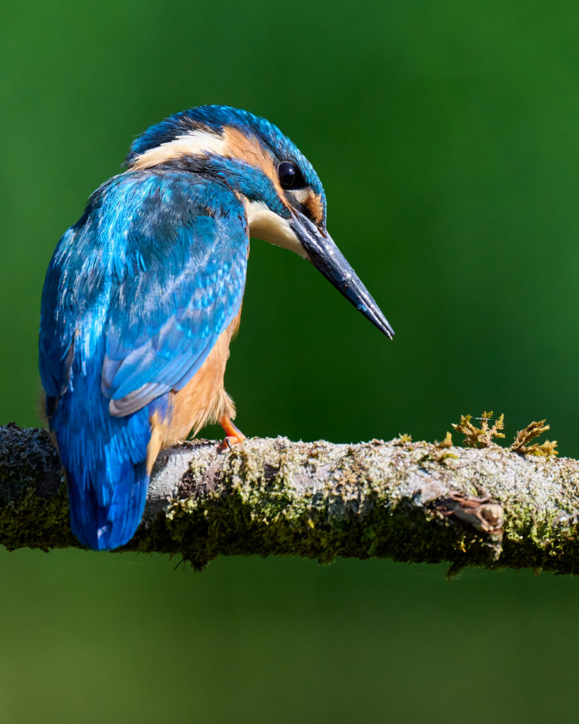 Kingfisher