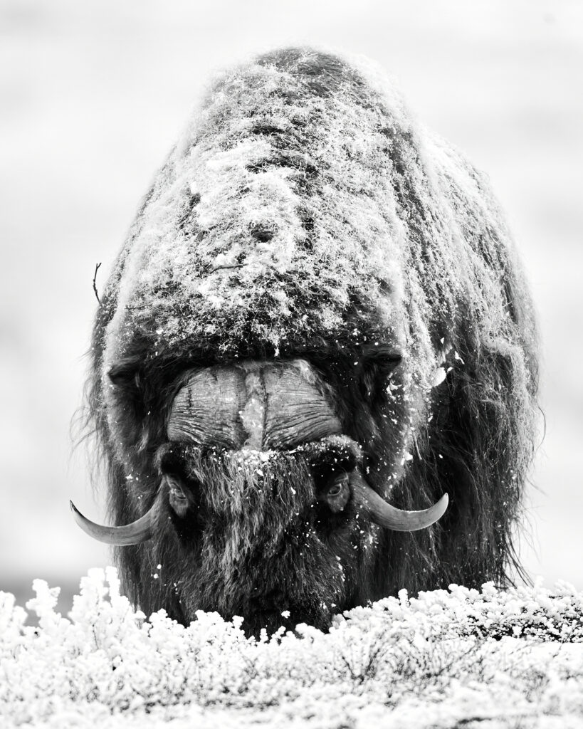 Musk Ox Bull