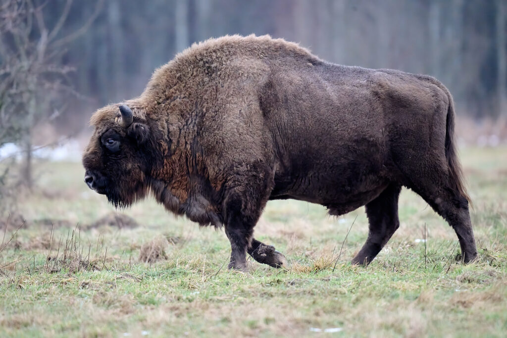 Bison