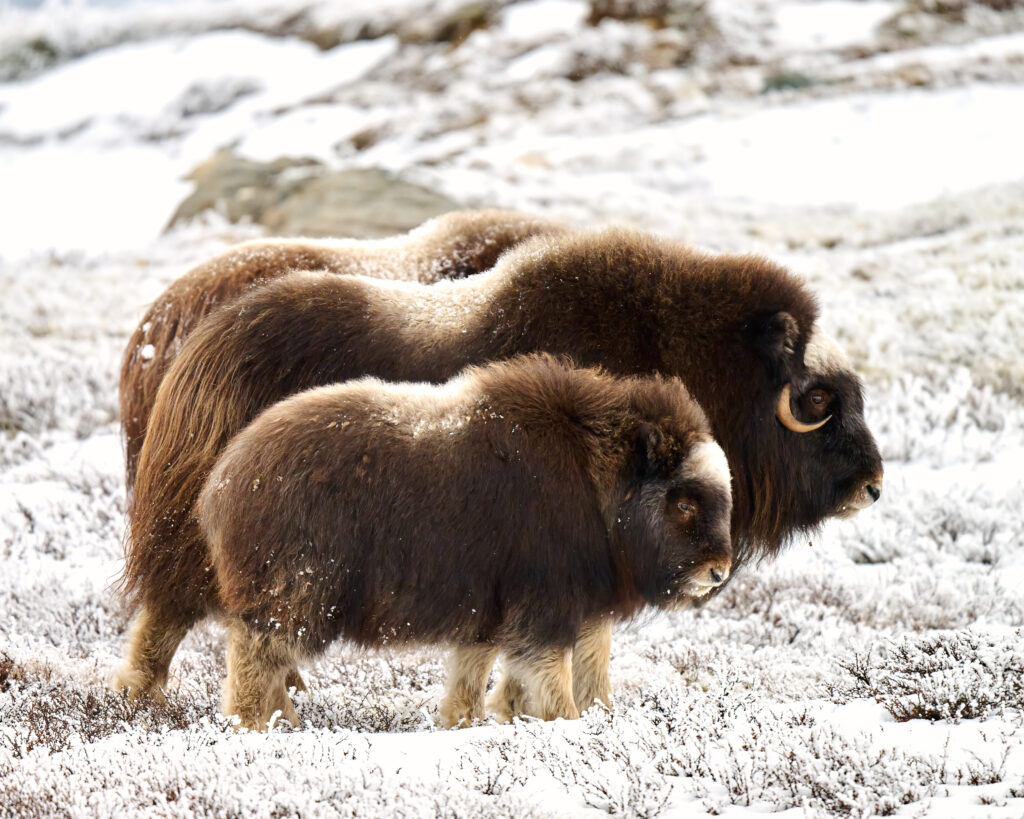 Musk Ox