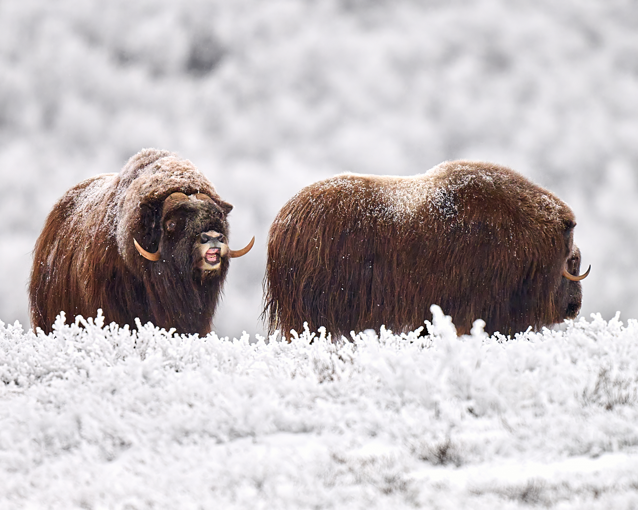 Photo Tour: Musk Ox in Norway