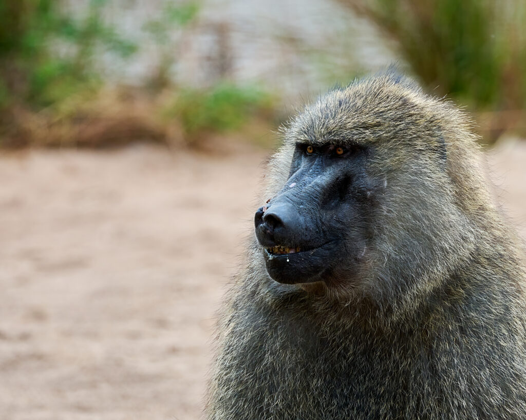 Baboon