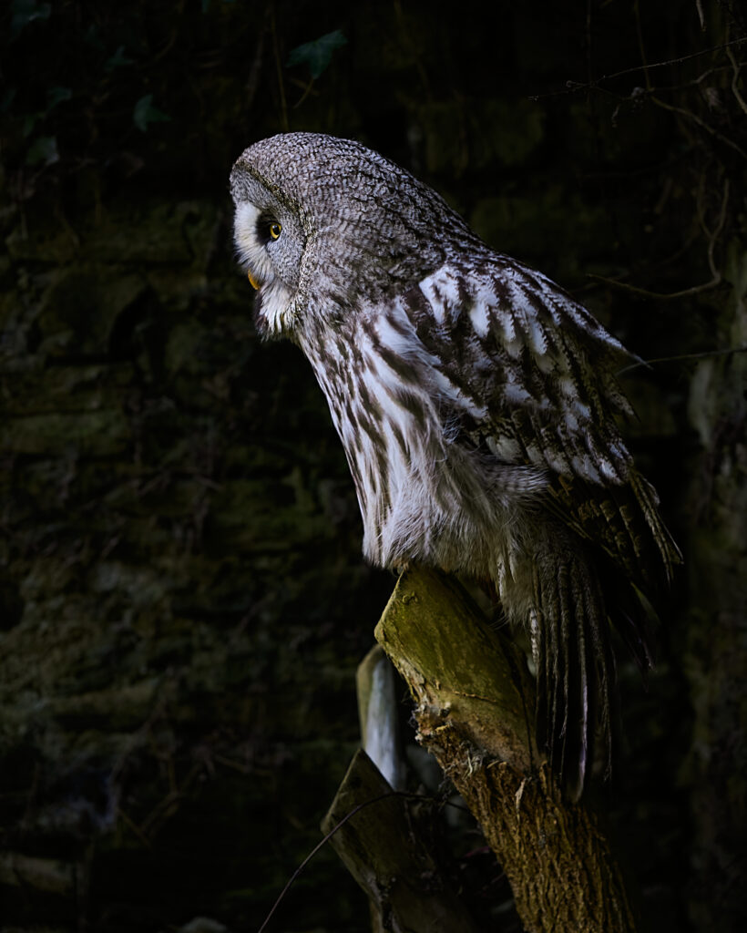 Great Grey Owl