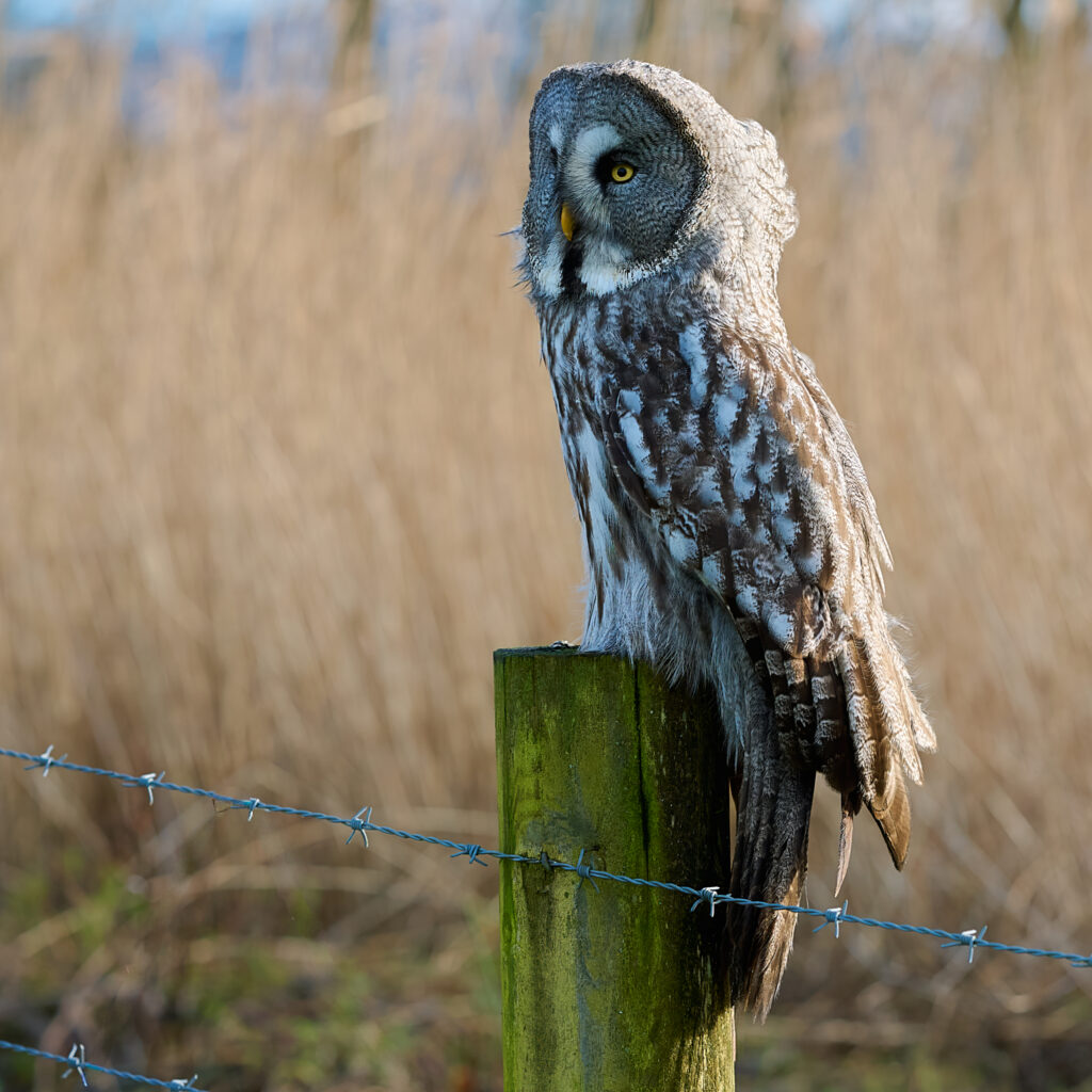 Great Grey Owl