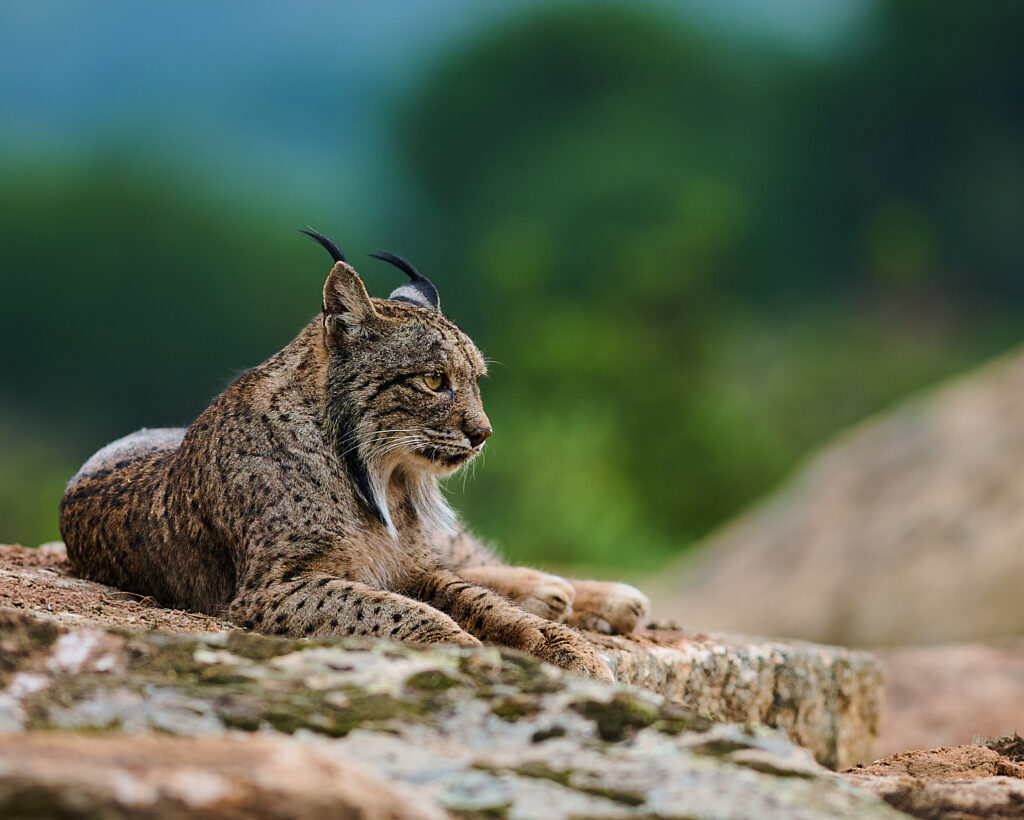 Iberian Lynx
