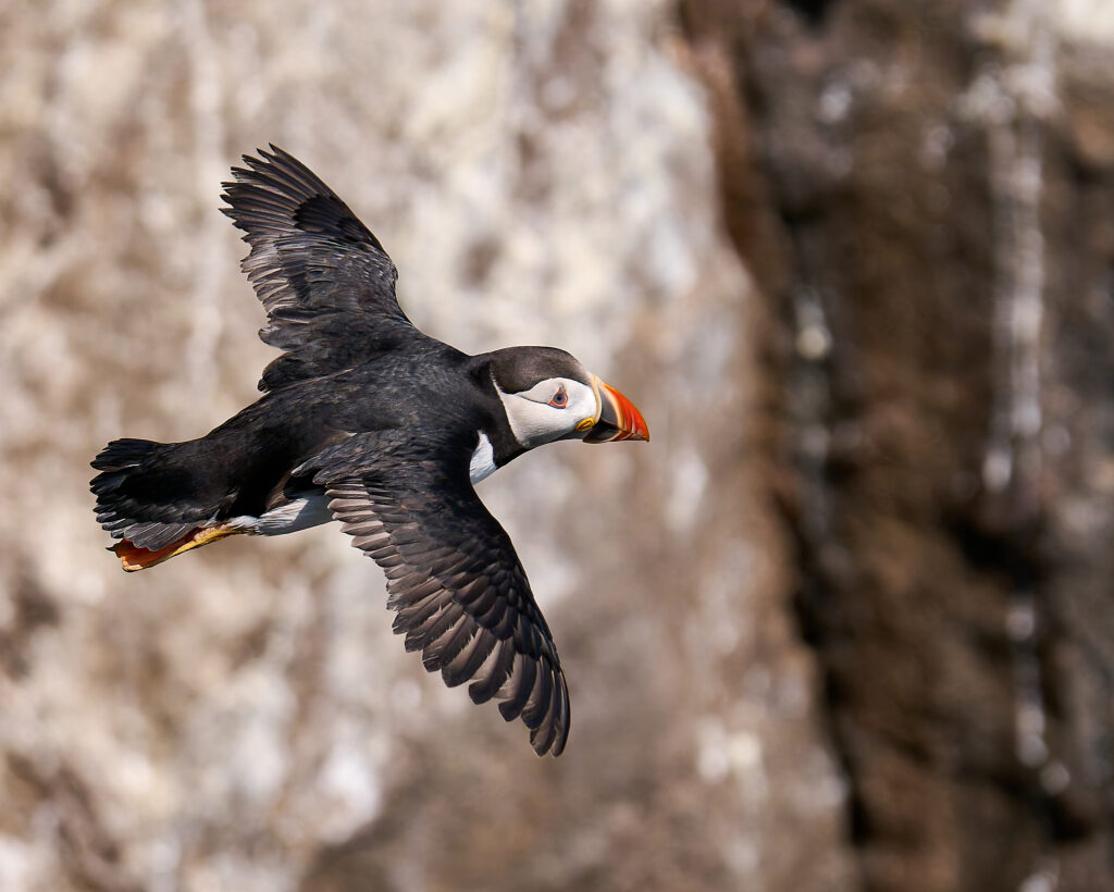 Puffin in FLight