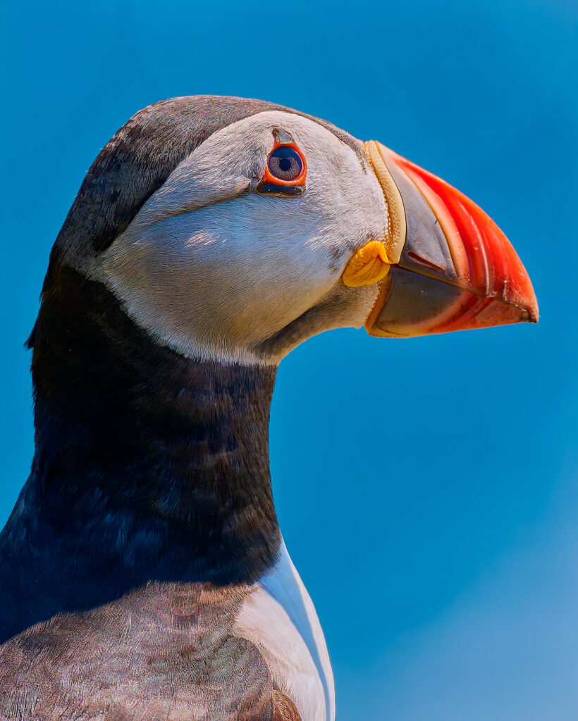 Puffin Portrait